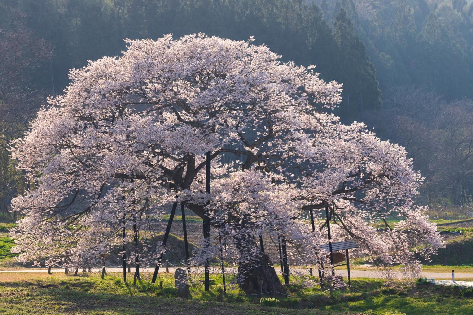 The Toji Ba Matsukawakan Takayama  Zewnętrze zdjęcie